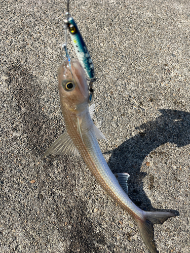 サバの釣果