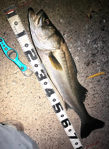 シーバスの釣果