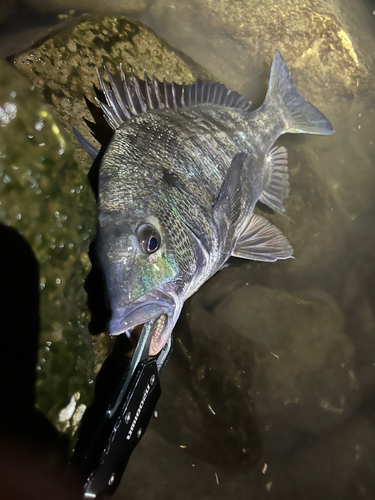 チヌの釣果