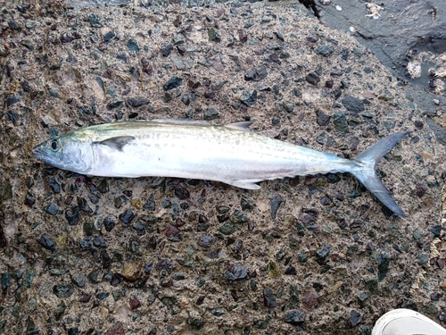 サゴシの釣果