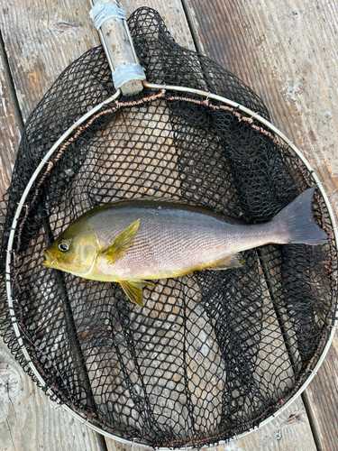 イサキの釣果