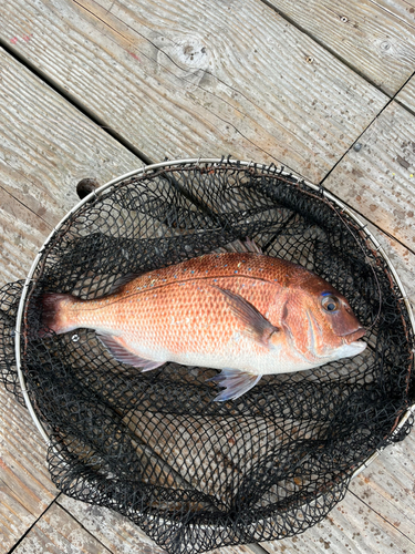 マダイの釣果