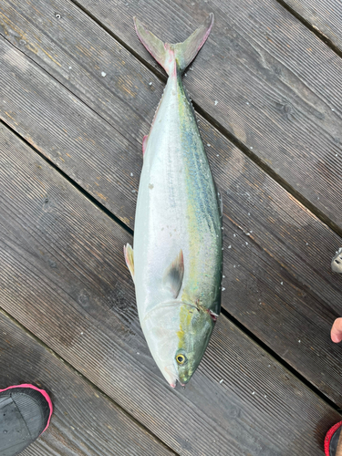 ワラサの釣果