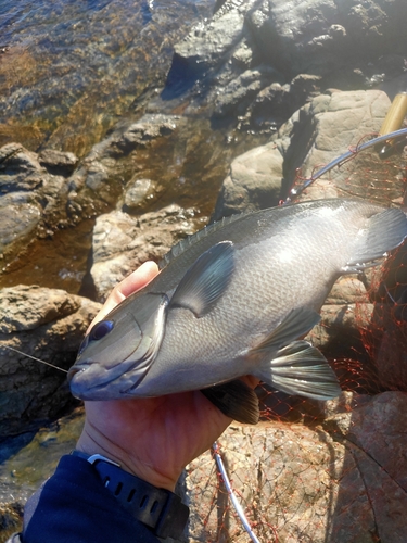 メジナの釣果