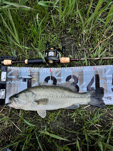 ブラックバスの釣果