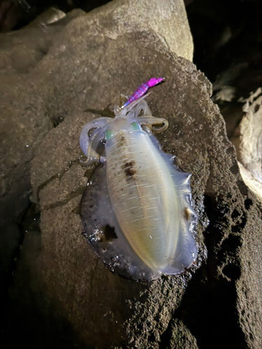 アオリイカの釣果