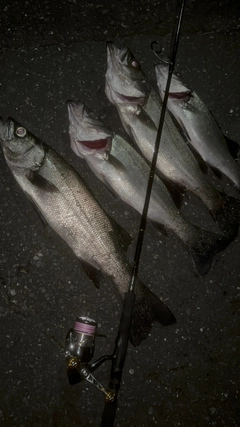 ヒラスズキの釣果