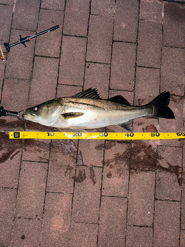 シーバスの釣果