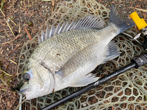 チヌの釣果