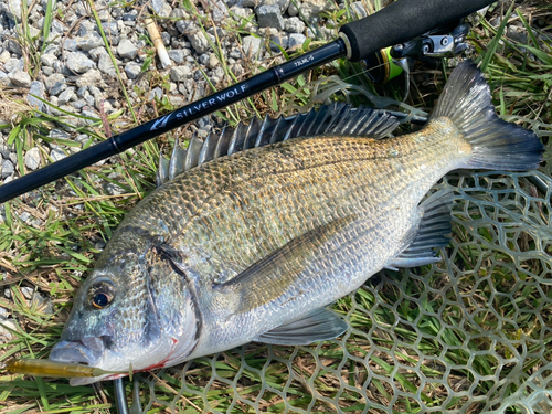 ミナミクロダイの釣果