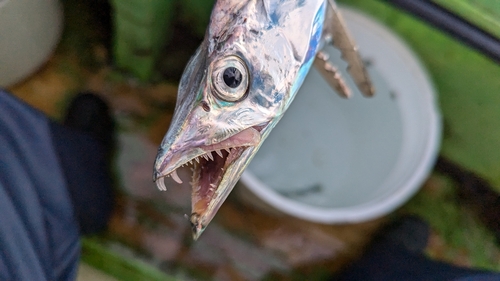 タチウオの釣果