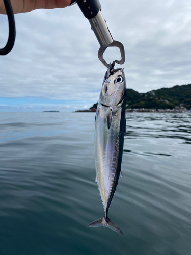 ソウダガツオの釣果