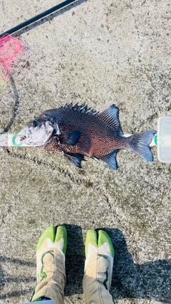 イシガキダイの釣果