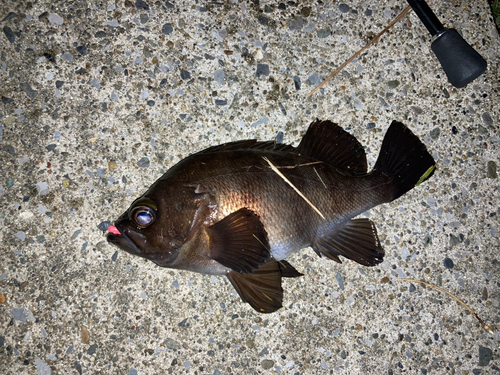 メバルの釣果