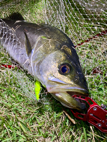 スズキの釣果