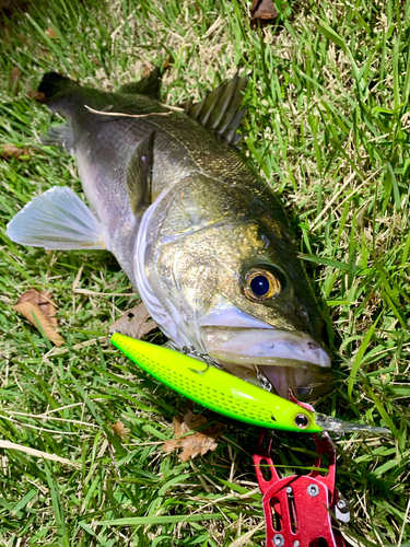 スズキの釣果