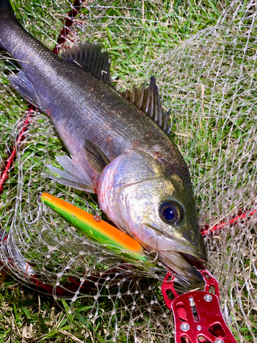 フッコ（マルスズキ）の釣果