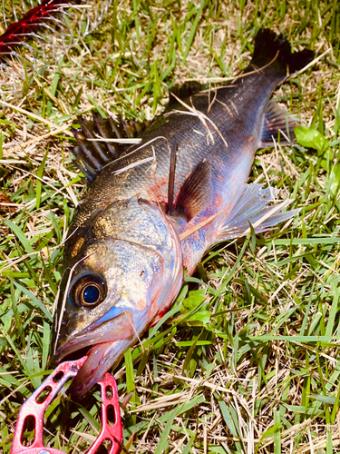 セイゴ（マルスズキ）の釣果