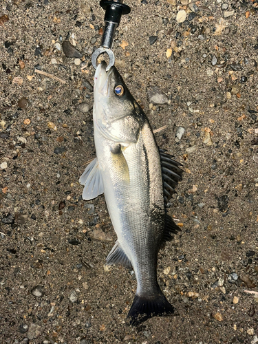 フッコ（マルスズキ）の釣果