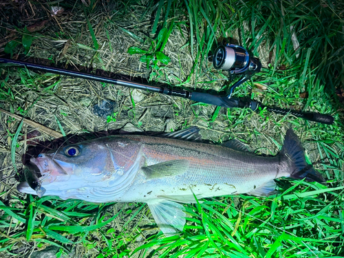 マルスズキの釣果