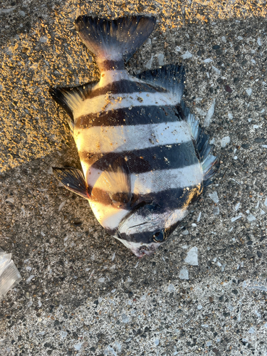 サンバソウの釣果