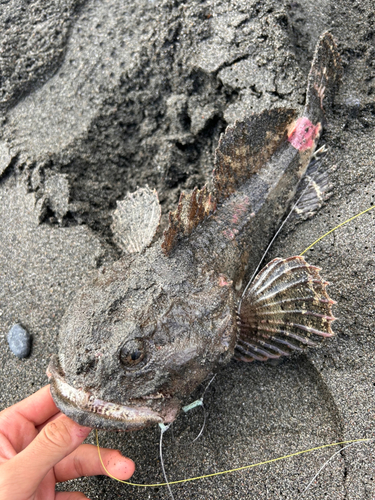 マカジカの釣果