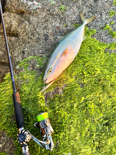 イナダの釣果