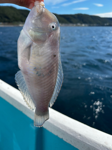 テンスの釣果