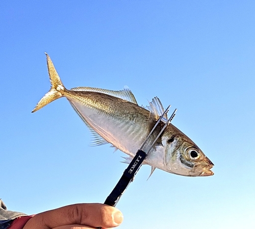 イケカツオの釣果