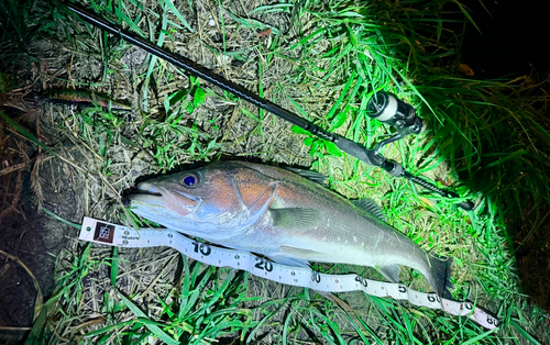 マルスズキの釣果