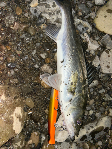 スズキの釣果