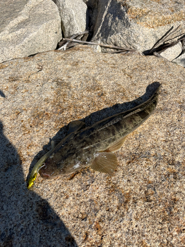 マゴチの釣果