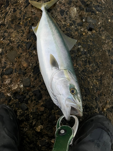 イナダの釣果