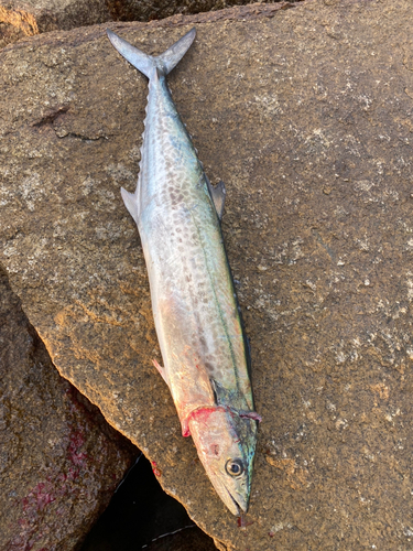 サゴシの釣果