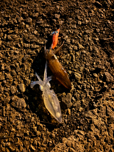 ヒイカの釣果