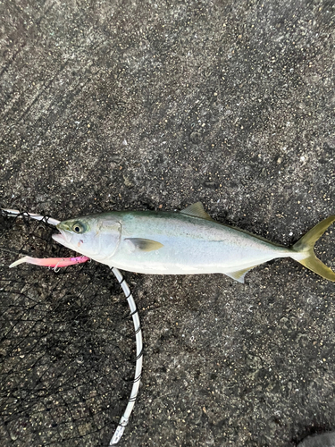 ハマチの釣果