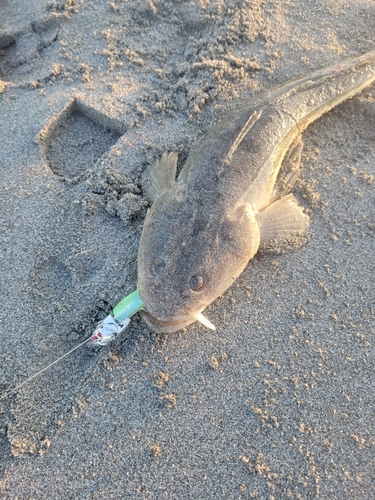 マゴチの釣果