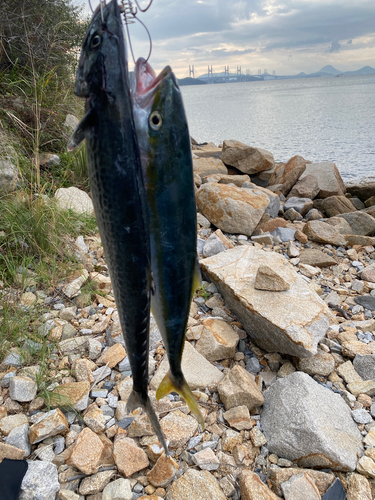 ヤズの釣果