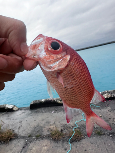 ツマリマツカサの釣果