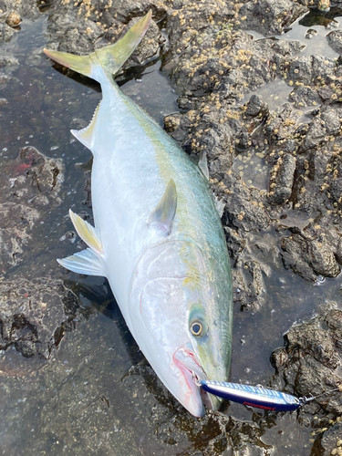 ブリの釣果