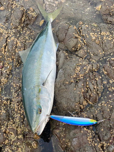 ワラサの釣果