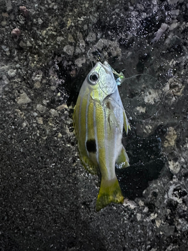 ミナミフエダイの釣果