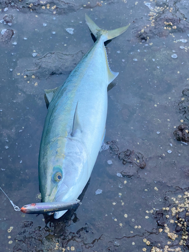 ワラサの釣果