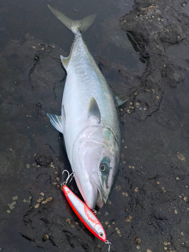 ワラサの釣果