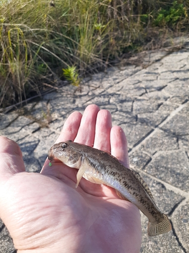 ハゼの釣果