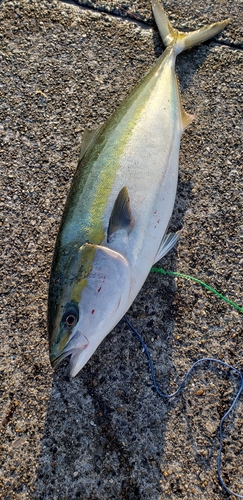 タチウオの釣果