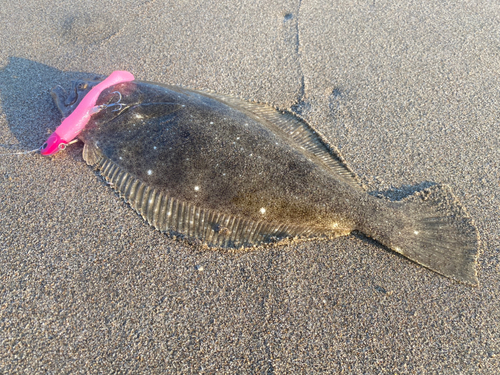 ヒラメの釣果