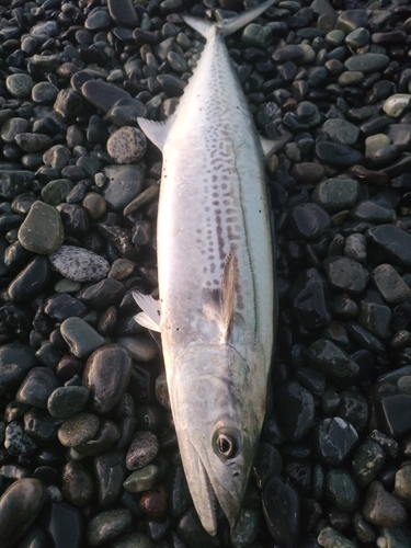 サゴシの釣果