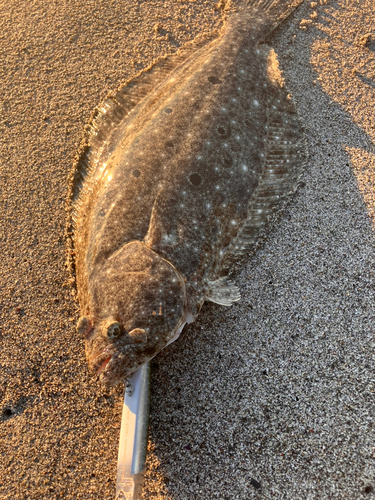 ヒラメの釣果