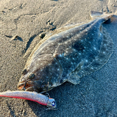 ヒラメの釣果